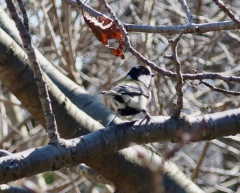 2024年3月14日(木) 長津川ふれあい広場の野鳥観察記録