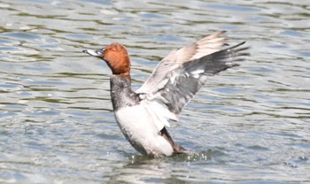 Common Pochard Hama-rikyu Gardens Wed, 3/13/2024