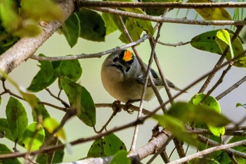 Goldcrest 再度山 Thu, 3/14/2024