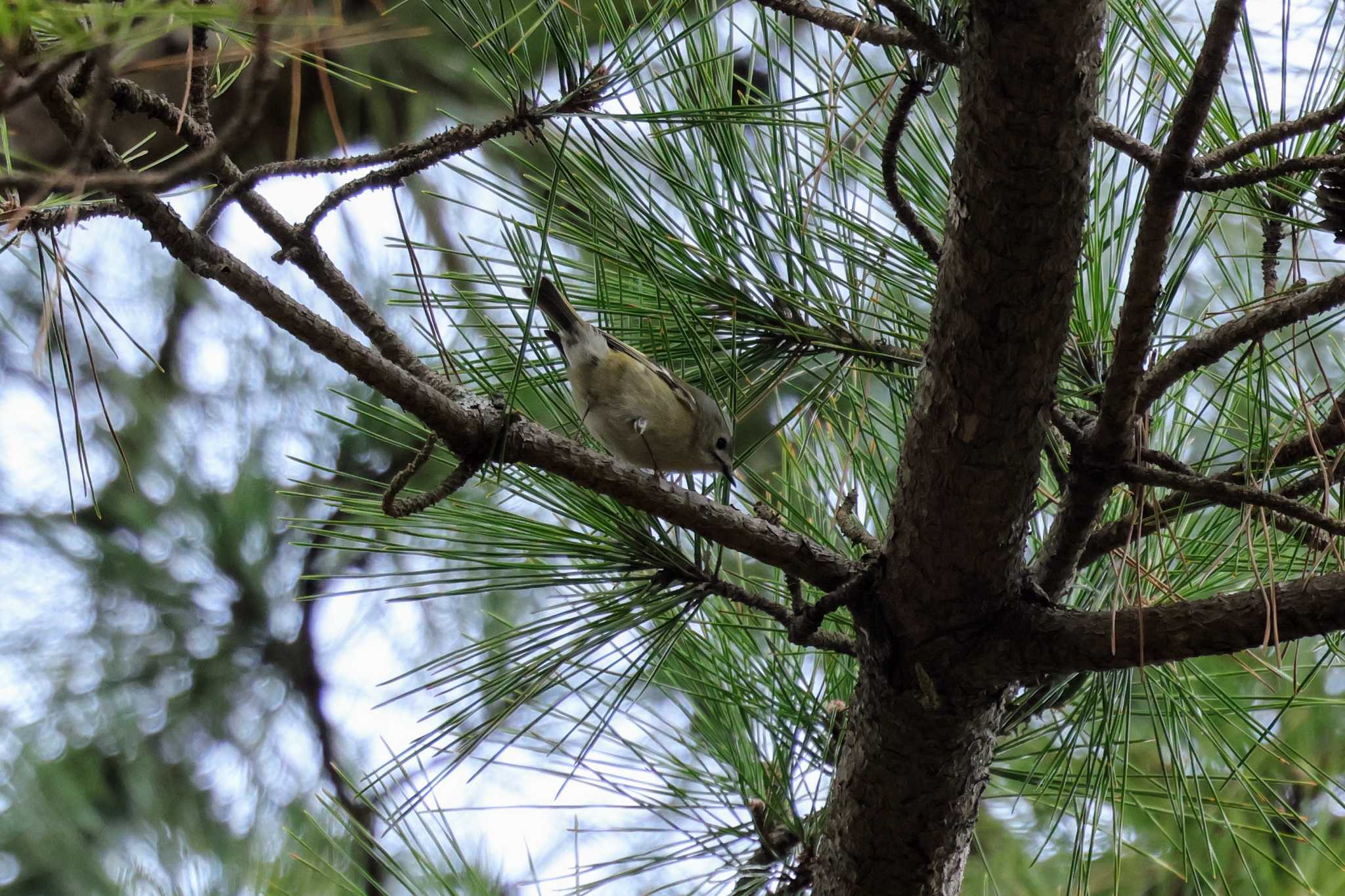 Photo of Goldcrest at 再度山 by トビトチヌ