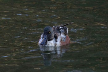 Northern Shoveler Yatoyama Park Thu, 3/14/2024