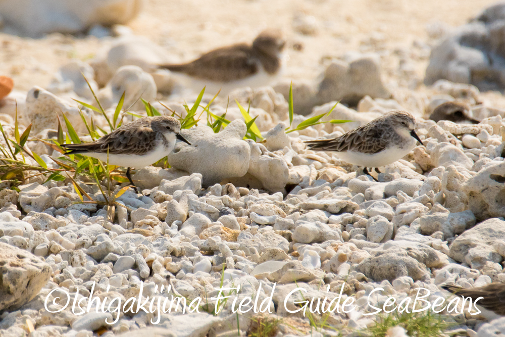 Photo of Red-necked Stint at Ishigaki Island by 石垣島バードウオッチングガイドSeaBeans