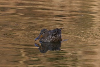 Northern Shoveler Yatoyama Park Thu, 3/14/2024