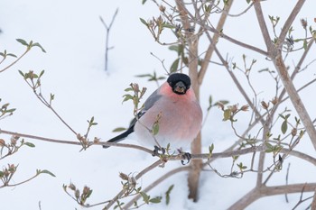 Eurasian Bullfinch(rosacea) 大沼公園(北海道七飯町) Thu, 2/8/2024