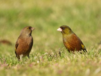 カワラヒワ 葛西臨海公園 2024年3月14日(木)