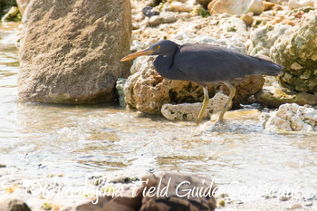 Pacific Reef Heron Ishigaki Island Unknown Date