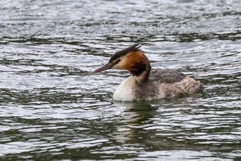 Great Crested Grebe 銚子港 Sun, 2/25/2024