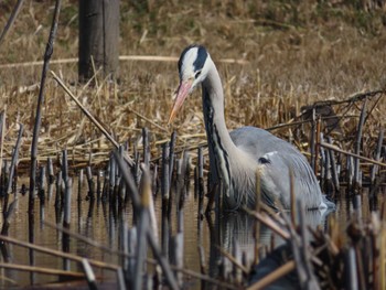 アオサギ 内牧黒沼公園 2024年3月14日(木)