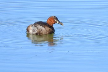 Little Grebe 愛知県 Sun, 3/10/2024