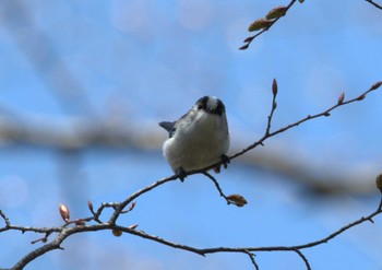 エナガ 井の頭公園 2024年3月14日(木)