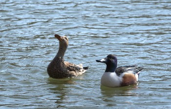 2024年3月14日(木) 井の頭公園の野鳥観察記録