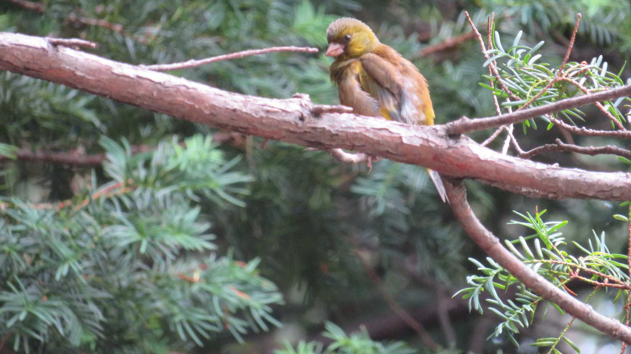 Photo of European Greenfinch at 北海道神宮 by samasama3