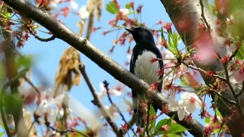 Blue-and-white Flycatcher Osaka castle park Sun, 4/10/2022