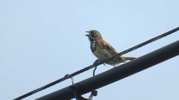 Chestnut-eared Bunting 美瑛 Fri, 7/29/2022