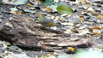 Red-billed Leiothrix Osaka castle park Mon, 11/14/2022