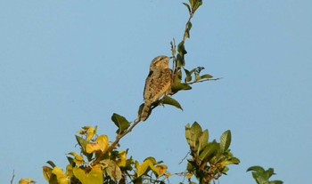 Eurasian Wryneck 淀川河川公園 Sat, 11/12/2022