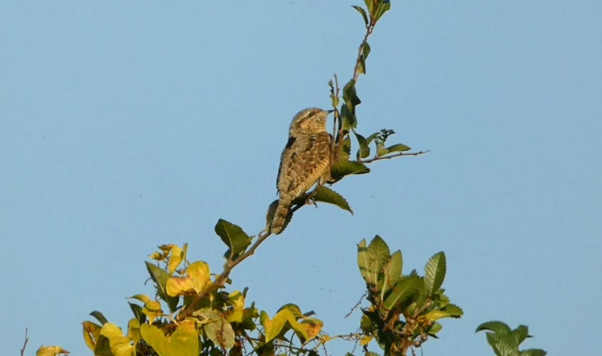 Photo of Eurasian Wryneck at 淀川河川公園 by samasama3