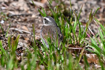 Dusky Thrush 加木屋緑地 Sat, 3/9/2024