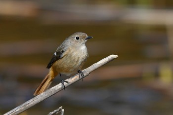 Daurian Redstart 加木屋緑地 Sat, 3/9/2024