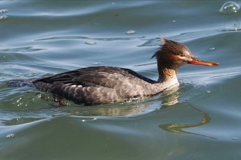 Red-breasted Merganser 日の出三番瀬沿い緑道 Sun, 3/10/2024