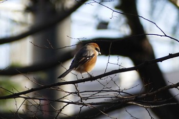 Bull-headed Shrike 東京都 Mon, 3/11/2024