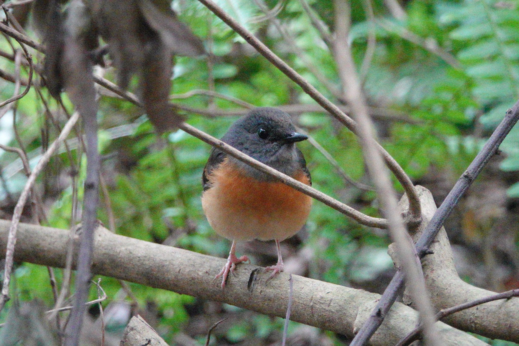 Photo of White-rumped Shama at 国立自然科学博物館植物園(台湾) by のどか