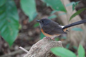 White-rumped Shama 国立自然科学博物館植物園(台湾) Sat, 1/27/2024