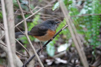 White-rumped Shama 国立自然科学博物館植物園(台湾) Sat, 1/27/2024