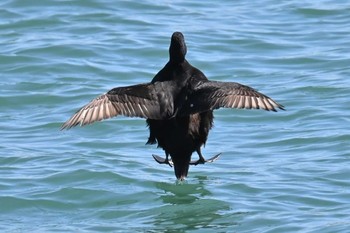 Black Scoter 飯岡漁港 Sun, 3/3/2024