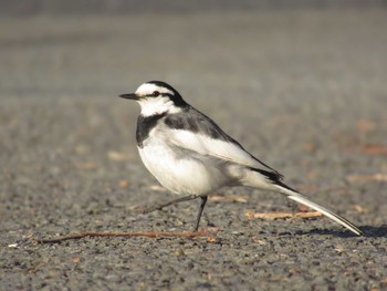 White Wagtail 神奈川県横浜市 Wed, 3/13/2024