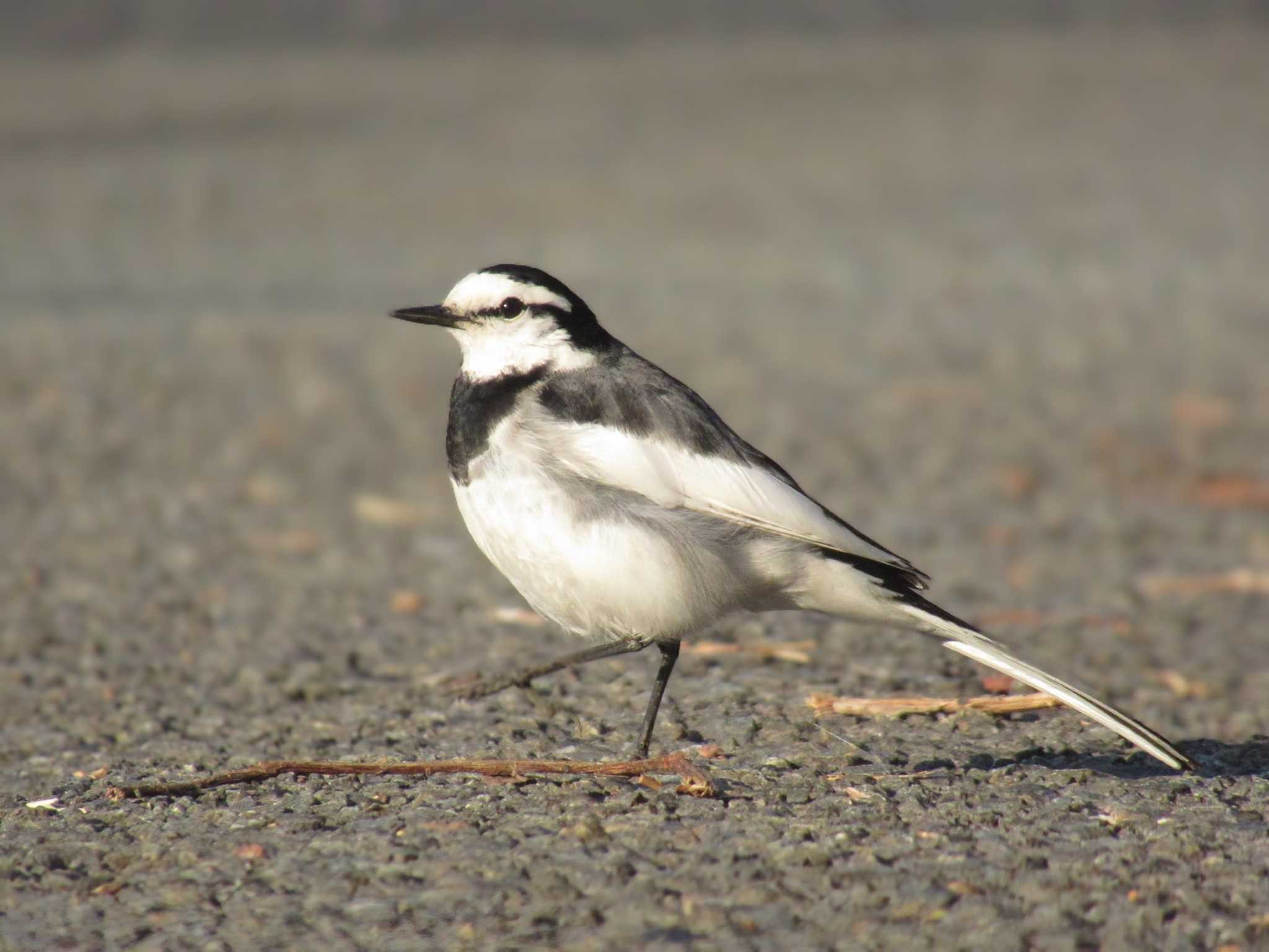 White Wagtail