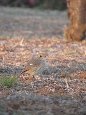 Daurian Redstart 神奈川県横浜市 Wed, 3/13/2024