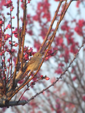 Daurian Redstart 神奈川県横浜市 Wed, 3/13/2024