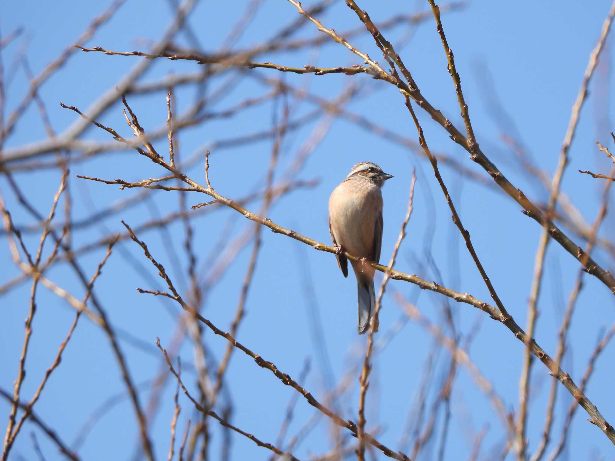 Meadow Bunting