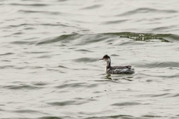 Sun, 12/9/2018 Birding report at Watarase Yusuichi (Wetland)