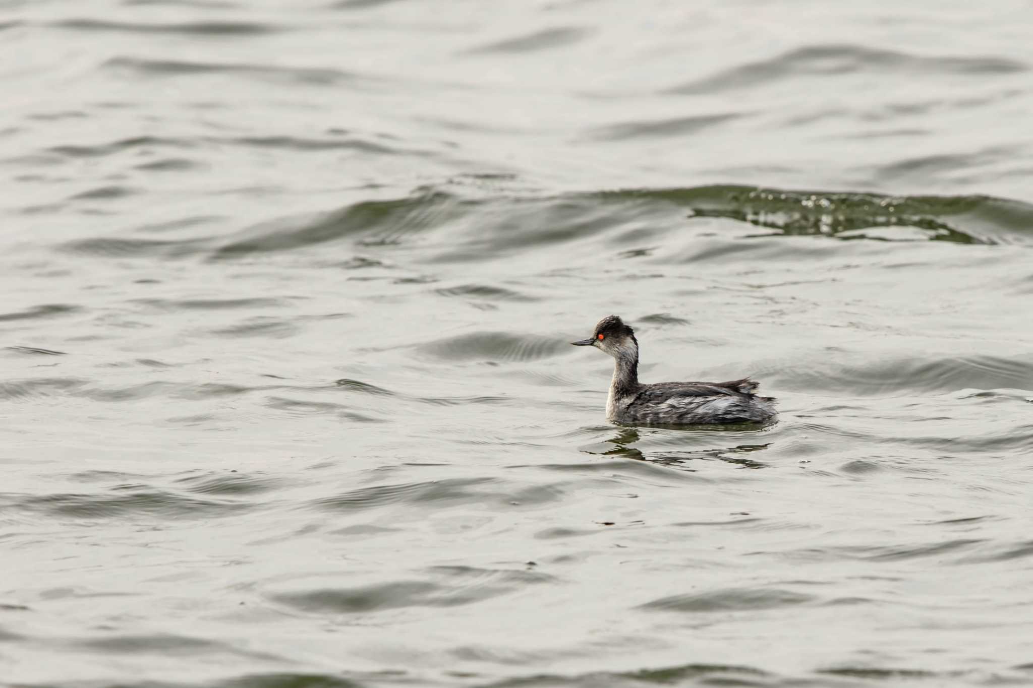 Black-necked Grebe