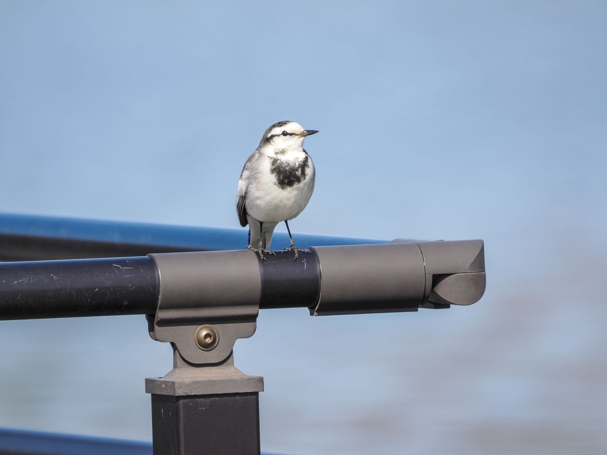 Photo of White Wagtail at まつぶし緑の丘公園 by クロやん