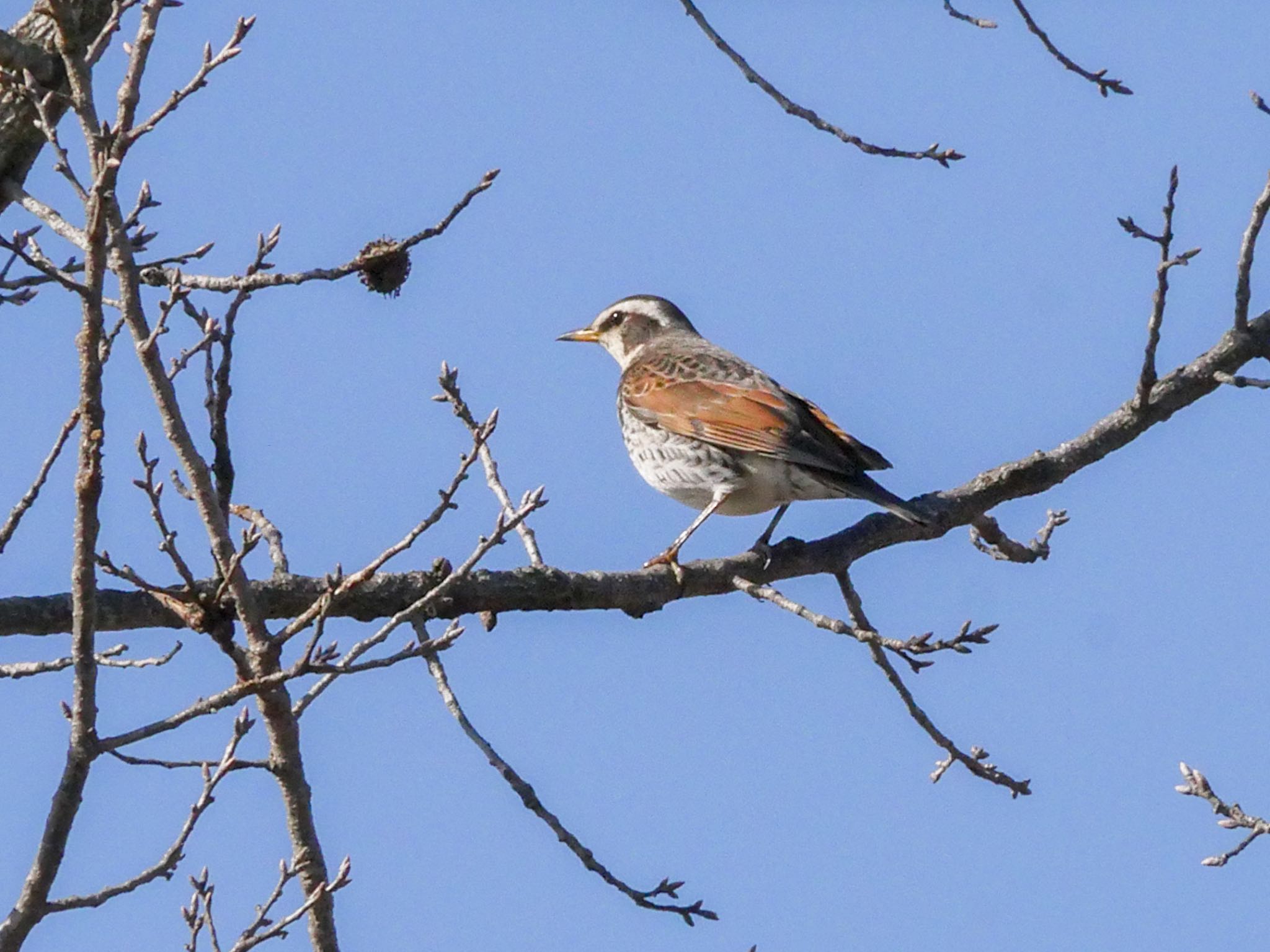 Dusky Thrush