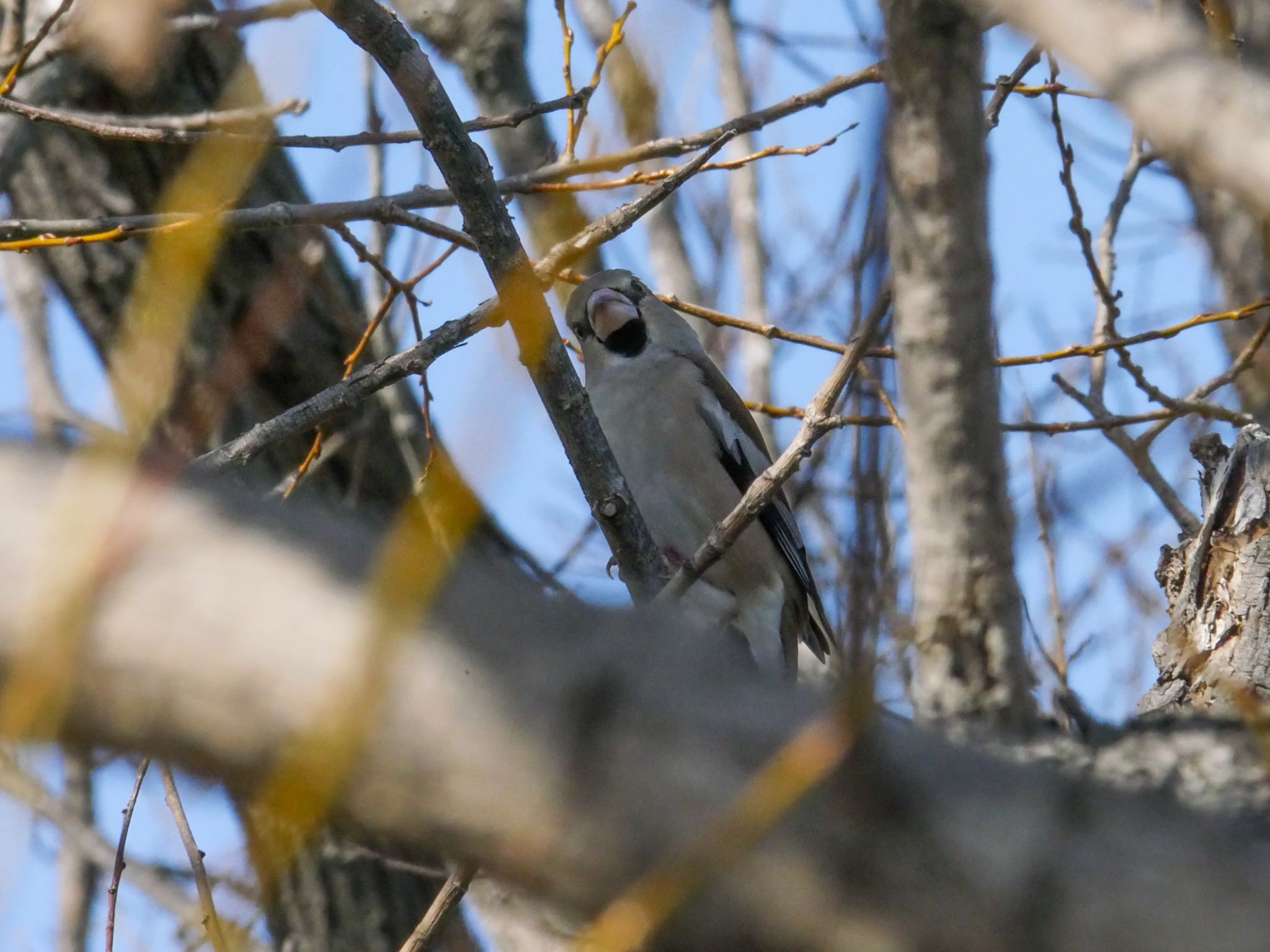 Photo of Hawfinch at まつぶし緑の丘公園 by クロやん