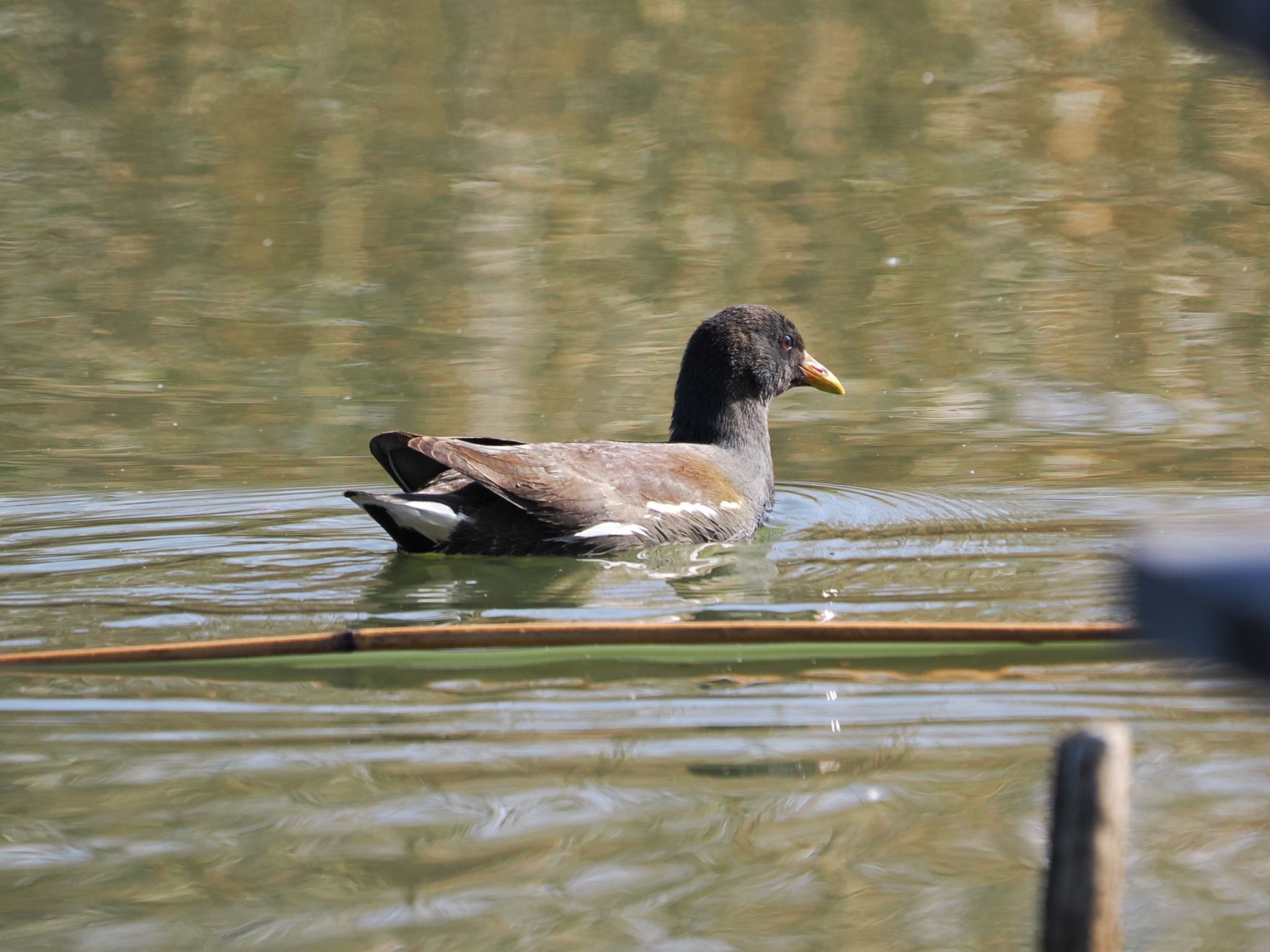 Photo of Common Moorhen at まつぶし緑の丘公園 by クロやん