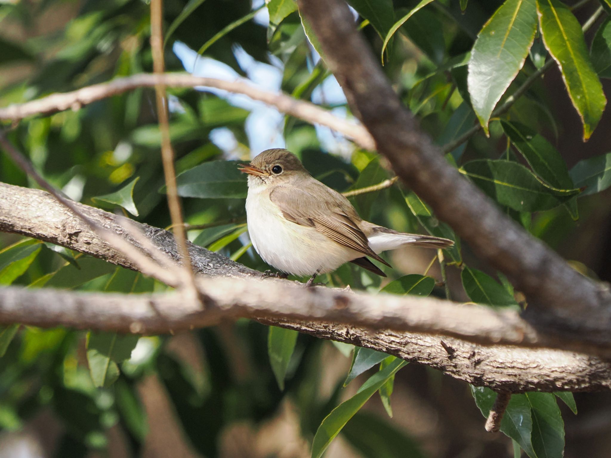 Red-breasted Flycatcher