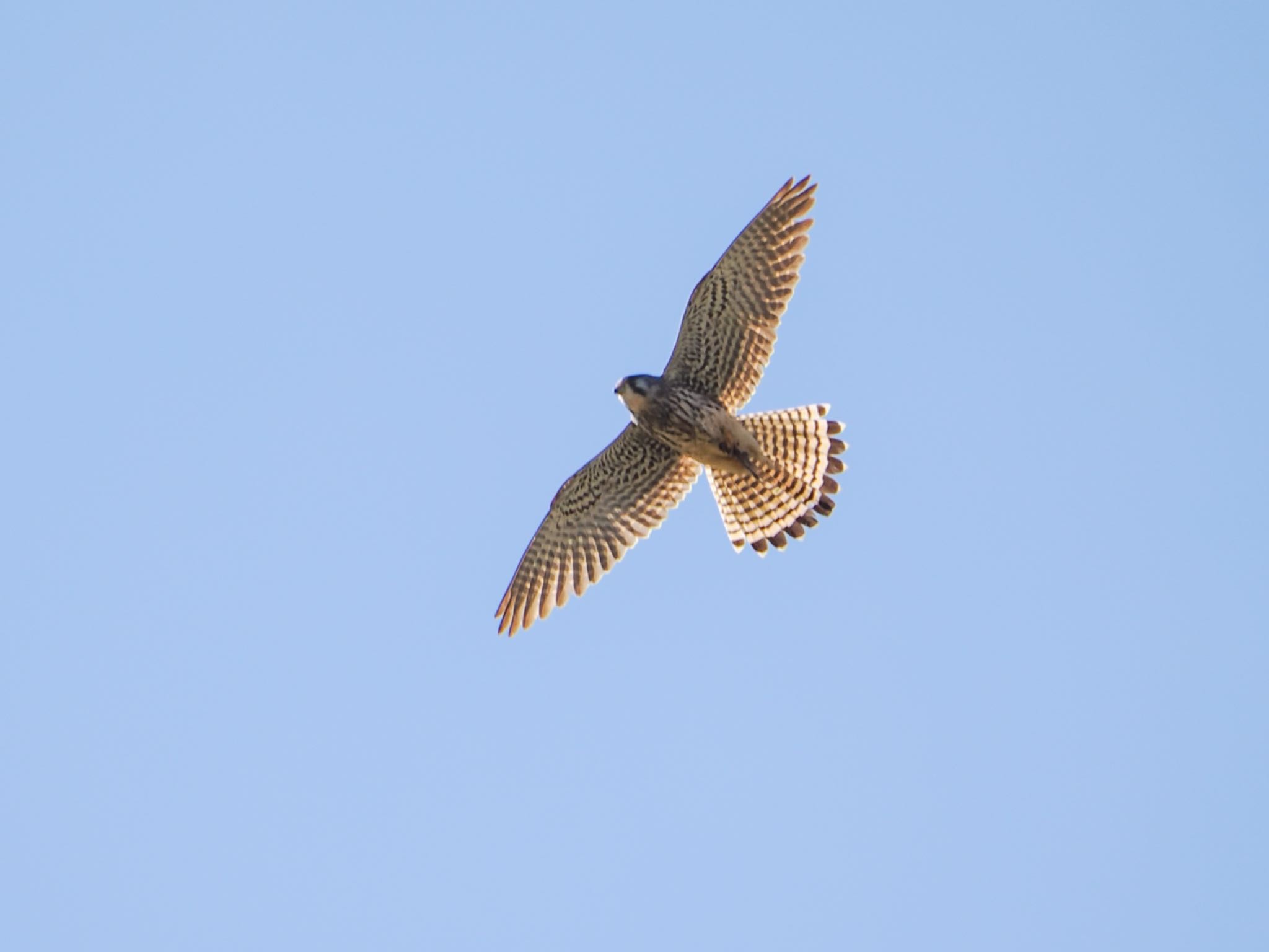 Common Kestrel