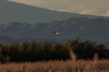 Hen Harrier Watarase Yusuichi (Wetland) Sun, 12/9/2018