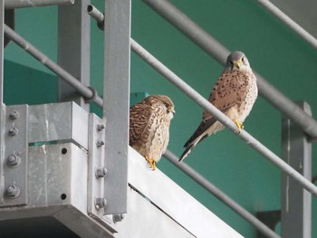 Common Kestrel 淀川河川公園 Fri, 3/8/2024