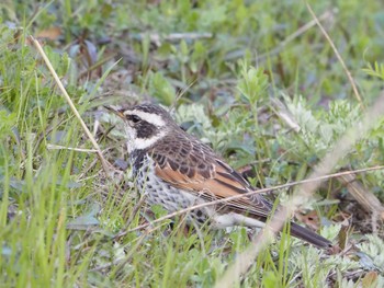 Dusky Thrush 淀川河川敷 Fri, 3/8/2024