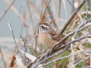 Meadow Bunting 淀川河川敷 Fri, 3/8/2024