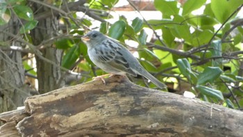 Grey Bunting Osaka castle park Thu, 4/27/2023