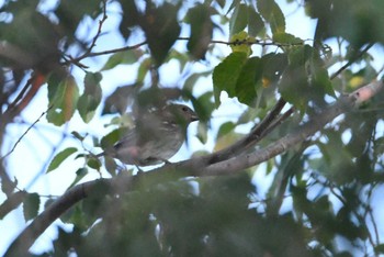 Common Rosefinch Dalanzadgad Fri, 8/25/2023