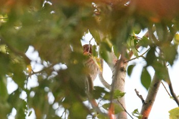 Fri, 8/25/2023 Birding report at Dalanzadgad