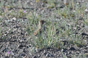 Greater Short-toed Lark 南ゴビ Thu, 8/24/2023